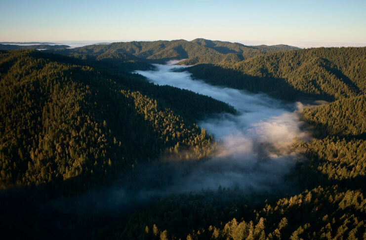 Apple investe nelle sequoie per compensare emissioni di carbonio - macitynet.it