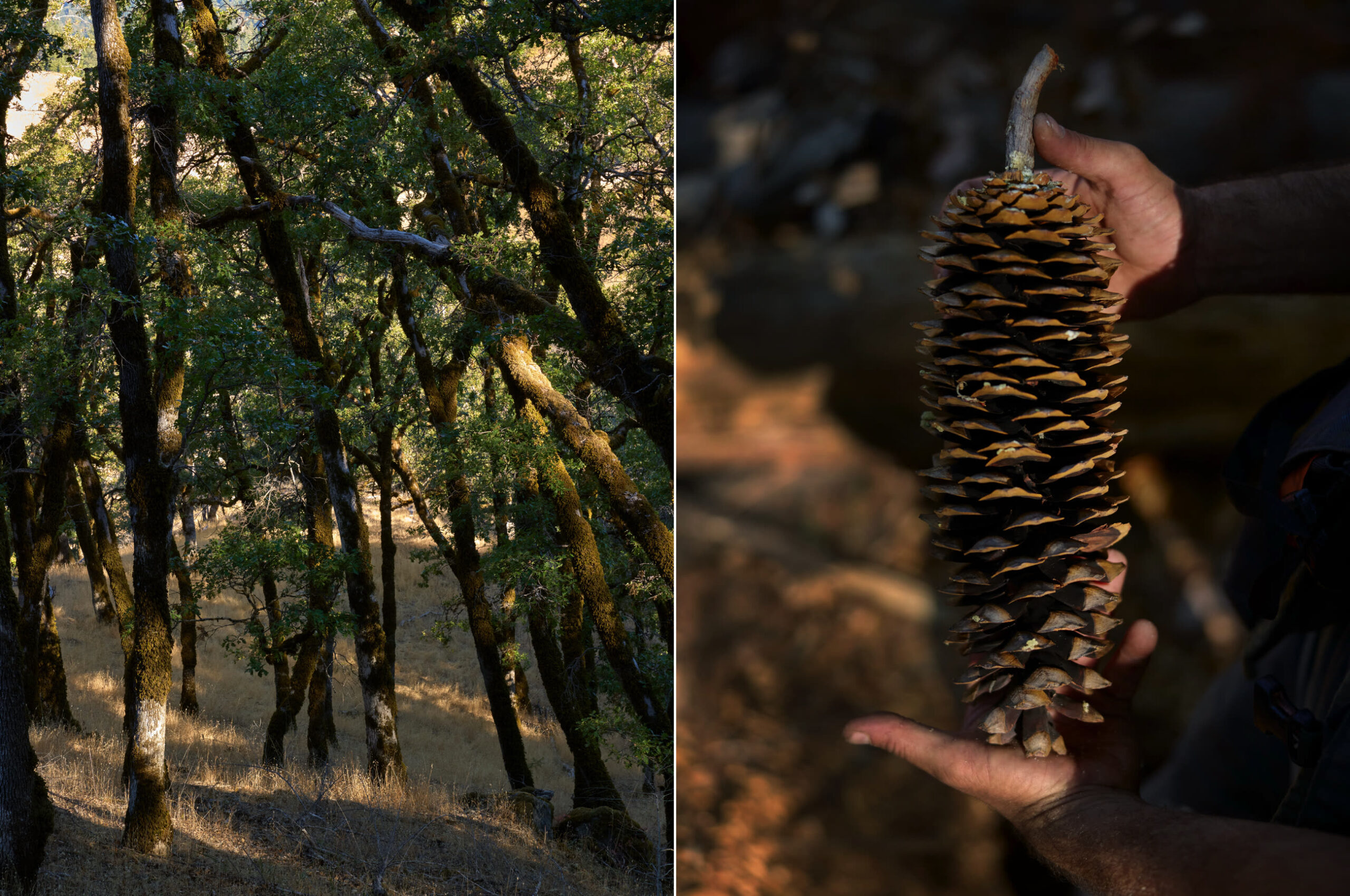 Apple investe nelle sequoie per compensare emissioni di carbonio - macitynet.it Apple investe nelle sequoie per compensare emissioni di carbonio - macitynet.it