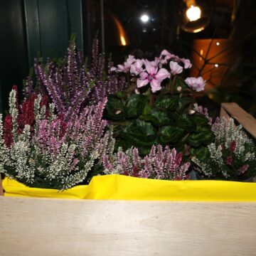 La mirrorless Fujifilm X-T30 III è una APS-C compatta, potente e connessa - macitynet.it