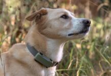 Il nuovo GPS per cani Tractive scende al minimo con coupon, solo 46,99 € Il nuovo GPS per cani Tractive scende al minimo con coupon, solo 46,99 € - macitynet.it