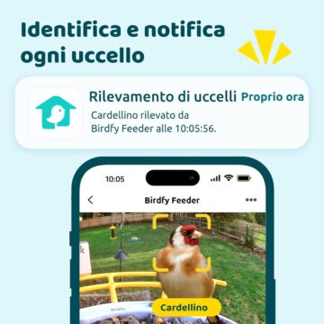 Black Friday: Birdfy Feeder, mangiatoia Smart con videocamera AI per identificare gli uccelli - macitynet.it