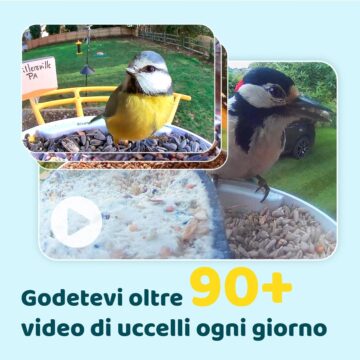 Black Friday: Birdfy Feeder, mangiatoia Smart con videocamera AI per identificare gli uccelli - macitynet.it