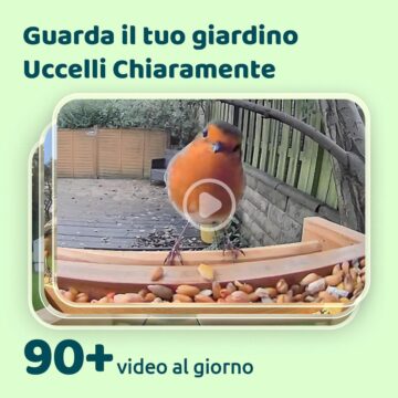 Black Friday: Birdfy Feeder, mangiatoia Smart con videocamera AI per identificare gli uccelli - macitynet.it