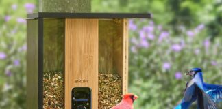 Black Friday: Birdfy Feeder, mangiatoia Smart con videocamera AI per identificare gli uccelli - macitynet.it