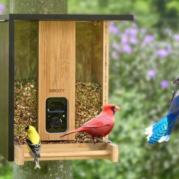 Black Friday: Birdfy Feeder, mangiatoia Smart con videocamera AI per identificare gli uccelli - macitynet.it