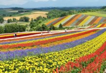 La scommessa di Hokkaido, l’isola che sogna di diventare la Silicon Valley del Giappone Hokkaido