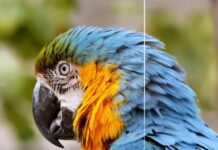 HitPaw VikPea, il Miglior Video Enhancer per Mac nel 2026 HitPaw VikPea per Mac: ottimizzazione video al top grazie all'AI - macitynet.it