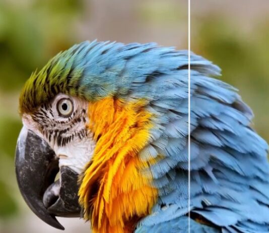 HitPaw VikPea, il Miglior Video Enhancer per Mac nel 2026 HitPaw VikPea per Mac: ottimizzazione video al top grazie all'AI - macitynet.it