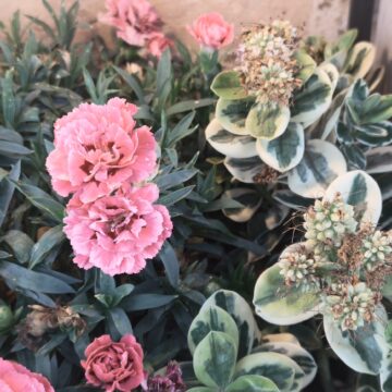 Recensione Smartphone Realme GT 8 Pro, il top di gamma che fotografa come con una Ricoh GR - macitynet.it