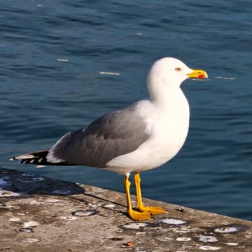 Recensione Smartphone Realme GT 8 Pro, il top di gamma che fotografa come con una Ricoh GR - macitynet.it