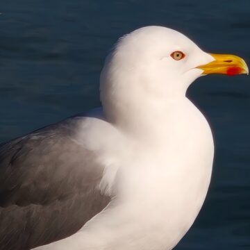 Recensione Smartphone Realme GT 8 Pro, il top di gamma che fotografa come con una Ricoh GR - macitynet.it