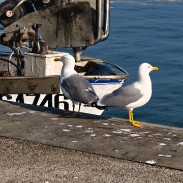 Recensione Smartphone Realme GT 8 Pro, il top di gamma che fotografa come con una Ricoh GR - macitynet.it