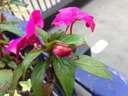 Due settimane con iPhone 5: la recensione – Parte 3