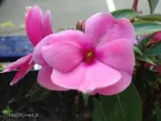 Due settimane con iPhone 5: la recensione – Parte 3