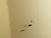 immagini panasonic lumix sz9 002