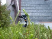 immagini panasonic lumix sz9 005