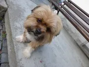 immagini panasonic lumix sz9 024