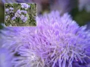 Lenti per iPhone per macro, grandangolo e fisheye, offerta StackSocial