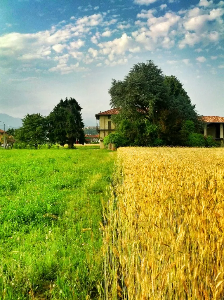 L'estremo contrasto fra il verde dell'erba, il giallo del grano e l'azzurro del cielo compongono l'immagine
