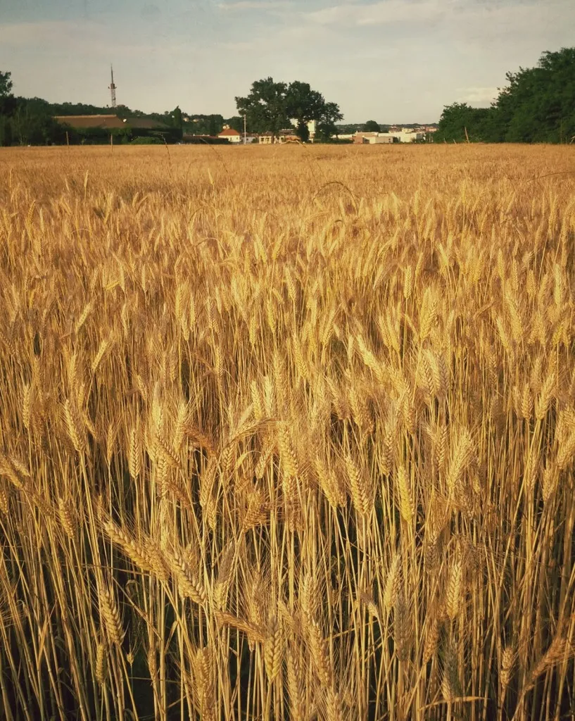 Il pattern ripetuto del grano attira lo sguardo e infonde calma e regolarità