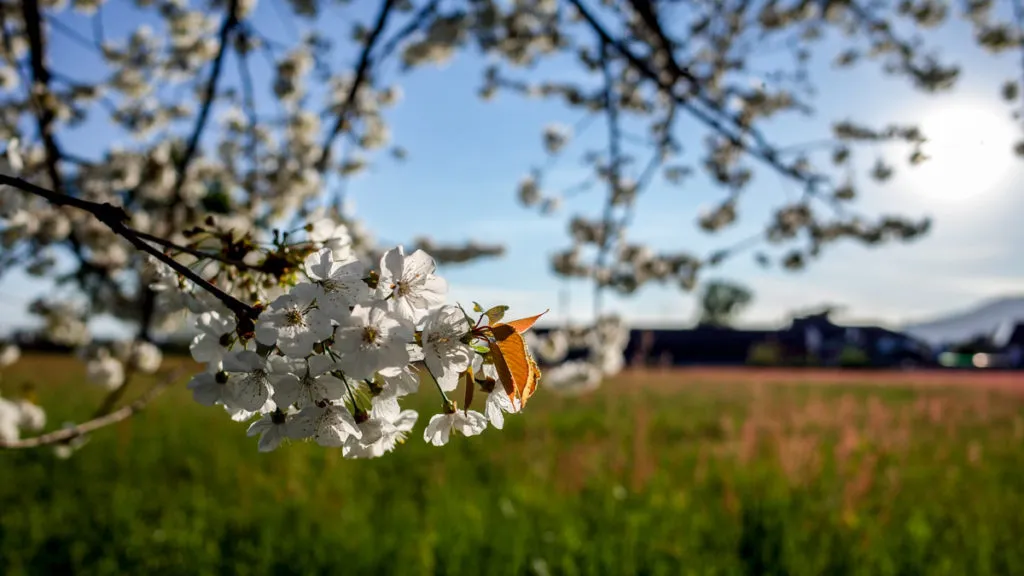 Il sensore APS-C permette di ottenere uno sfocato raffinato e
