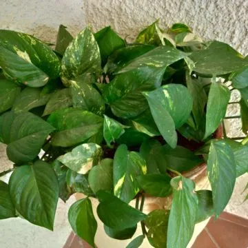 Recensione ASUS ZenFone 5