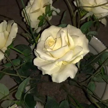 Recensione ASUS ZenFone 5