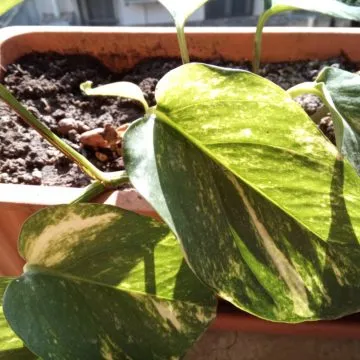 Recensione Cubot King Kong 3,