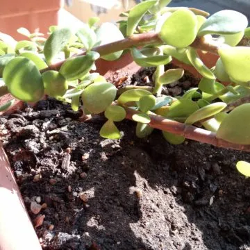 Recensione Cubot King Kong 3,