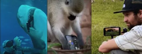 Anche agli squali piace iPhone: ecco il dietro alle quinte dello spot Apple