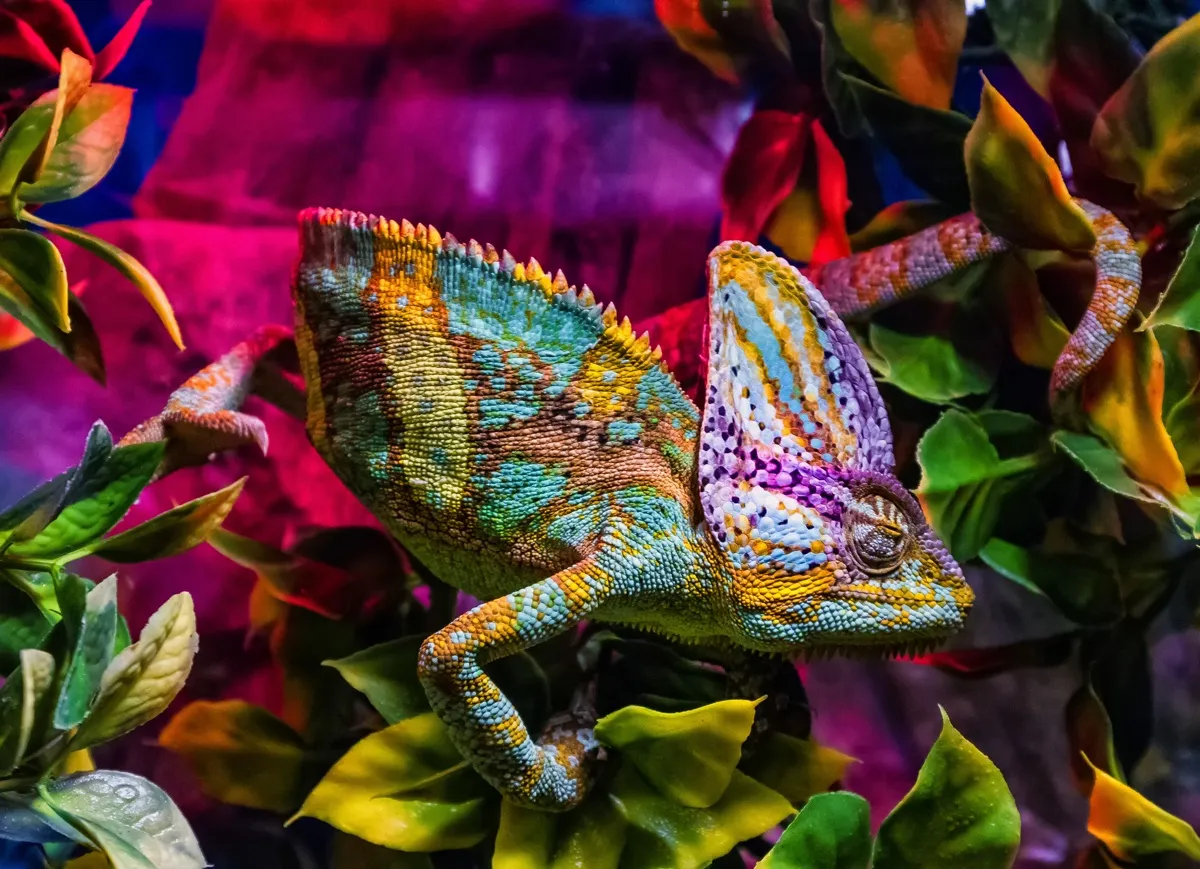 Come utilizzare Photoshop in modo strategico Come utilizzare Photoshop in modo strategico