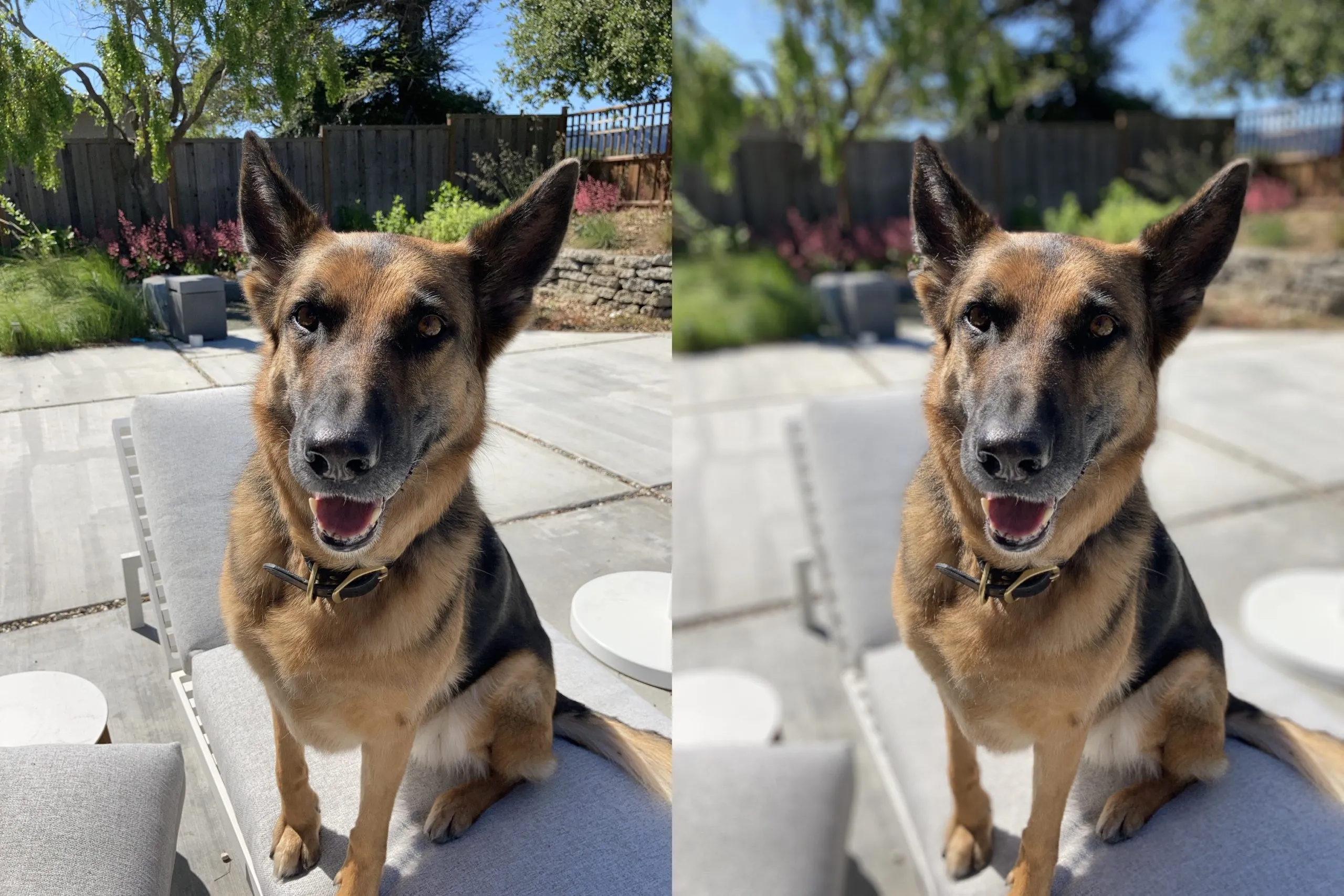 iPhone SE 2020, la Modalità Ritratto è basata interamente sull’Intelligenza Artificiale iPhone SE 2020, la Modalità Ritratto è basata interamente sull’Intelligenza Artificiale