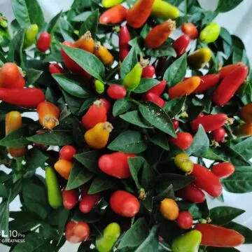 Recensione TCL 10 PRO, ma che bella sorpresa