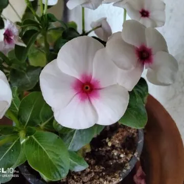 Recensione TCL 10 PRO, ma che bella sorpresa