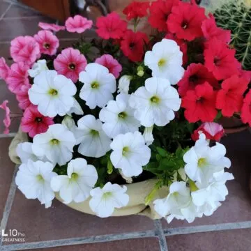 Recensione TCL 10 PRO, ma che bella sorpresa