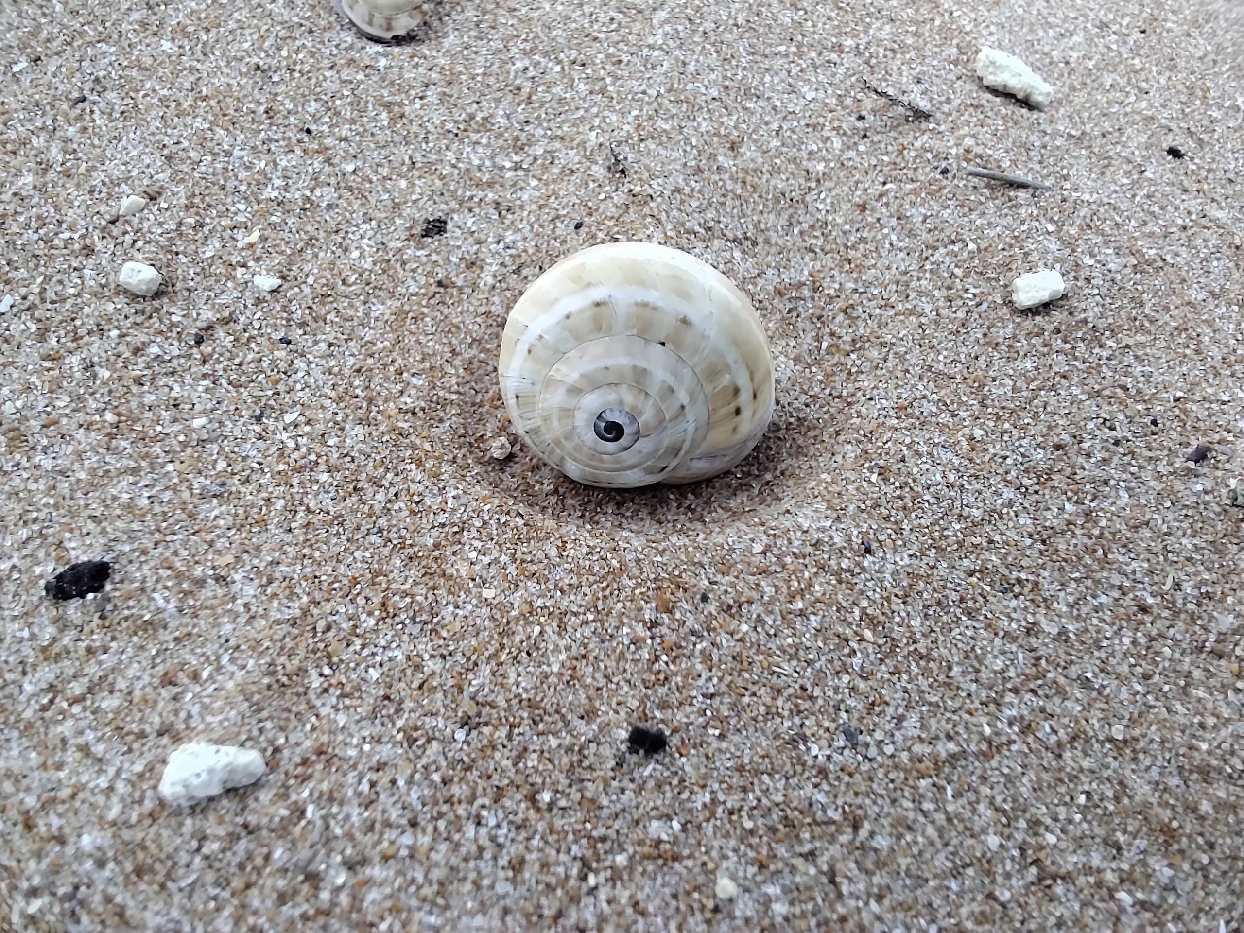 Recensione TCL 10 PRO, ma che bella sorpresa Recensione TCL 10 PRO, ma che bella sorpresa