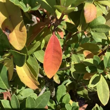 iPad di 8ª generazione, nessuna eccitazione tutta sostanza