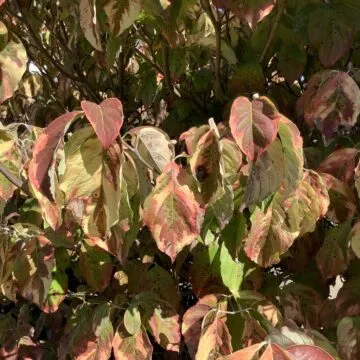 iPad di 8ª generazione, nessuna eccitazione tutta sostanza