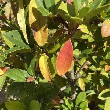 iPad di 8ª generazione, nessuna eccitazione tutta sostanza