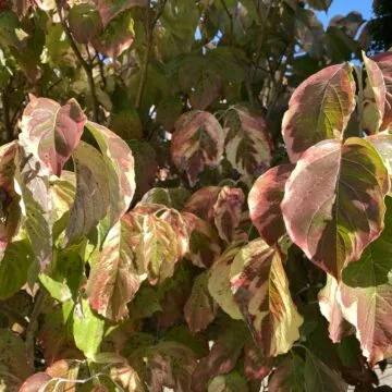 iPad di 8ª generazione, nessuna eccitazione tutta sostanza