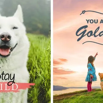 Adobe lancia Photoshop Elements e Premiere Elements 2021