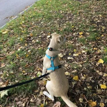 Recensione Pitpat 2, un Fitbit per cani