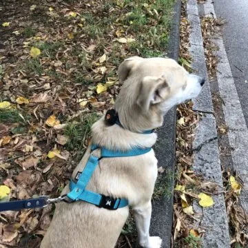 Recensione Pitpat 2, un Fitbit per cani