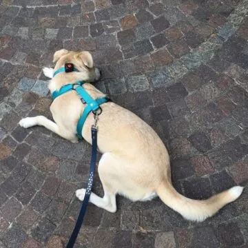 Recensione Pitpat 2, un Fitbit per cani