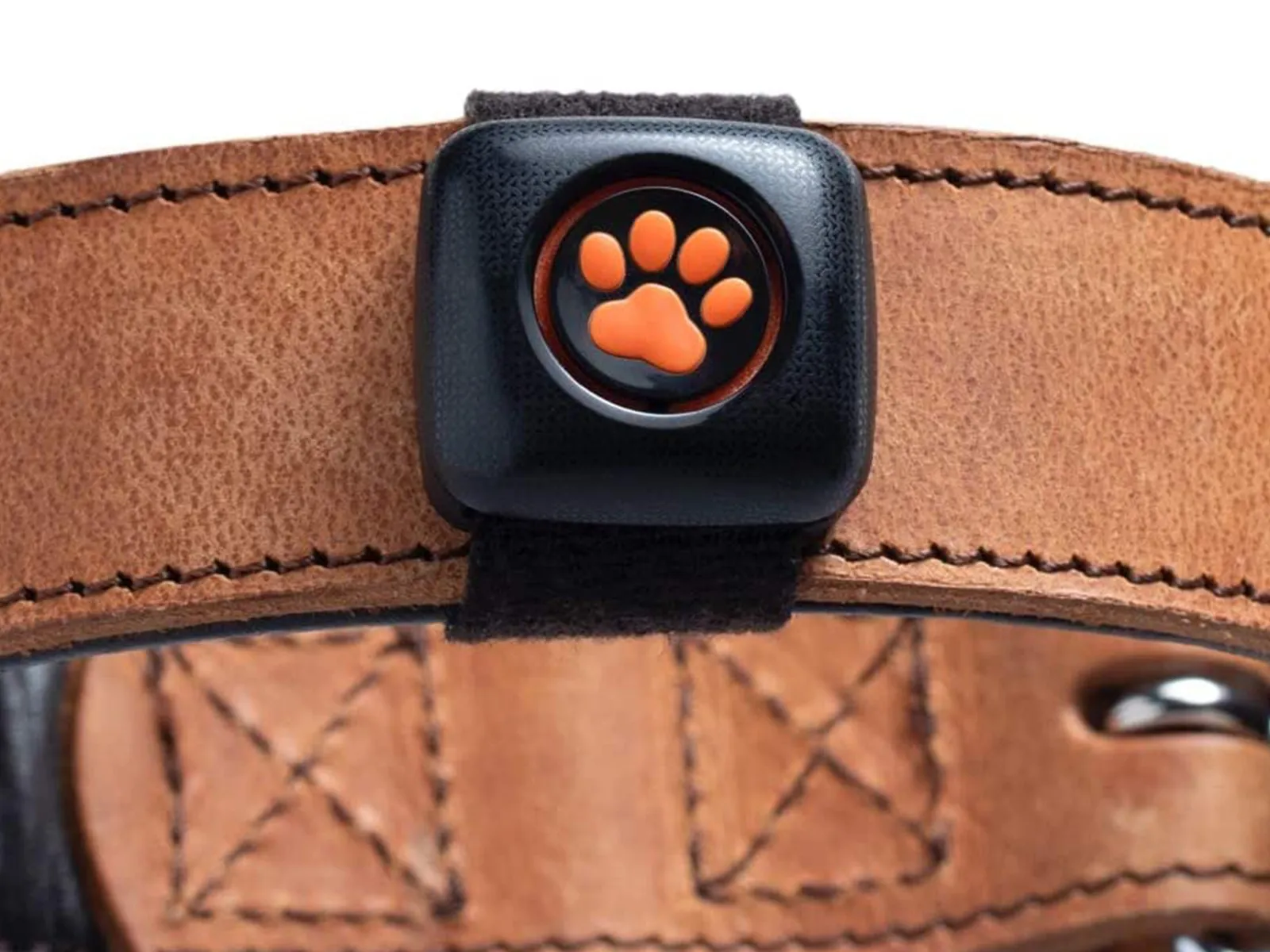 Recensione Pitpat 2, un Fitbit per cani