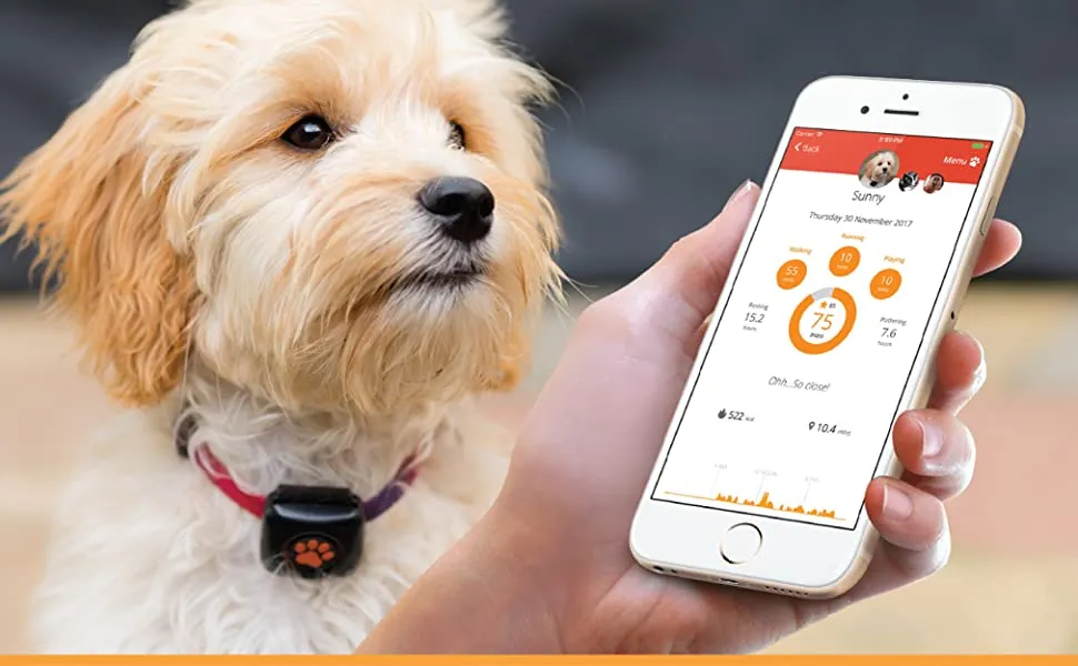 Recensione Pitpat 2, un Fitbit per cani