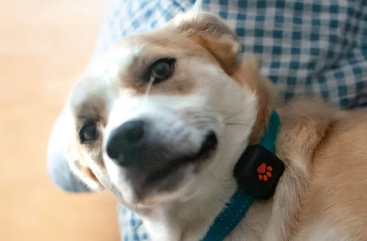 Recensione Pitpat 2, un Fitbit per cani