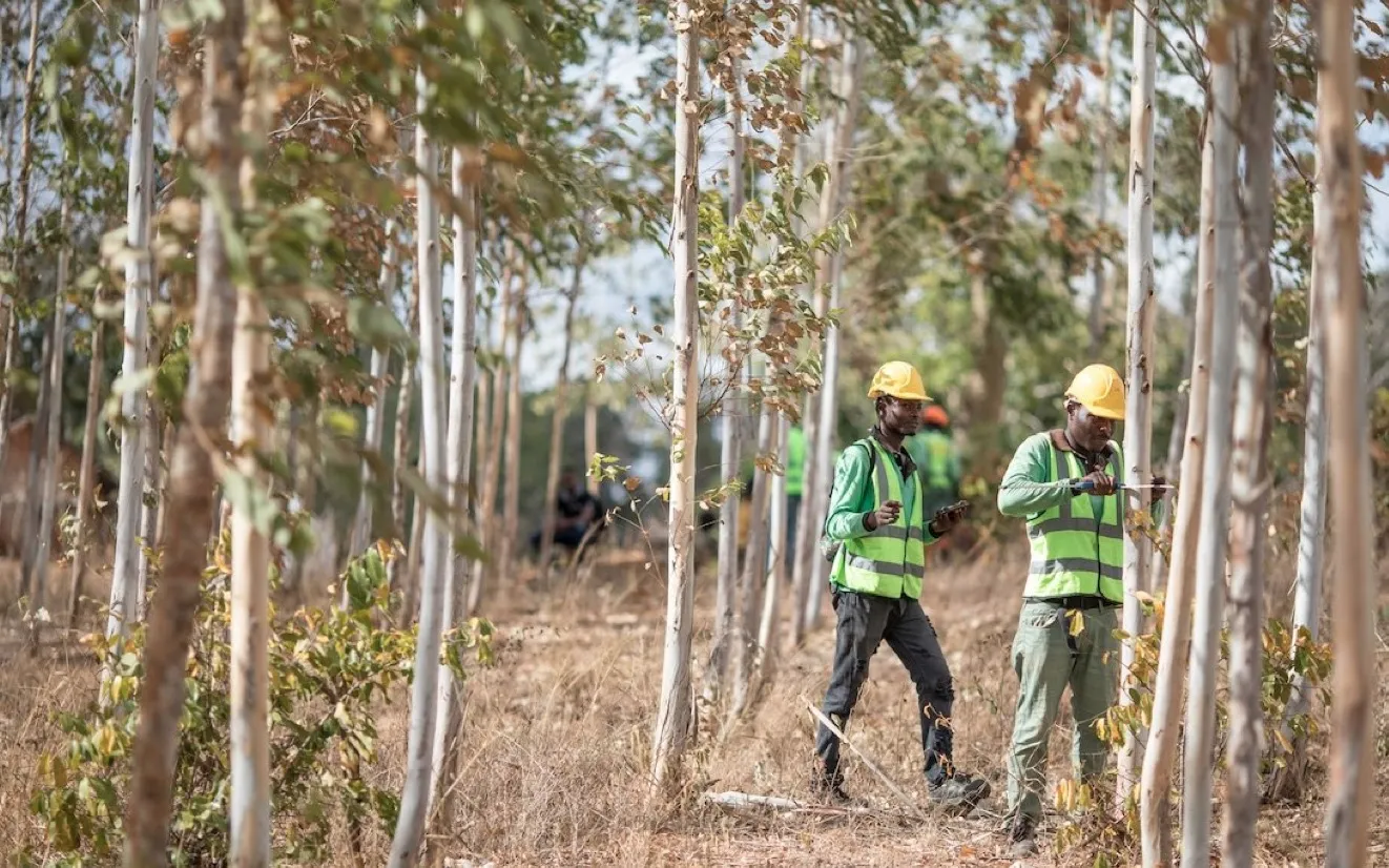 Apple investe sulle foreste: lancia il Restore Fund per 200milioni di dollari Apple investe sulle foreste: lancia il Restore Fund per 200milioni di dollari(foto Apple)