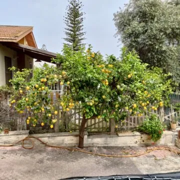 Recensione Asus ROG Phone 5