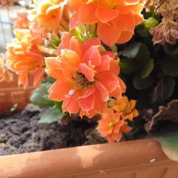 Recensione Asus ROG Phone 5